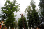 Выполнены работы по спилу аварийных деревьев на кладбищах г.о. Самары