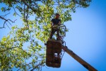 Выполнены работы по спилу аварийных деревьев на территории ДГКБ№1