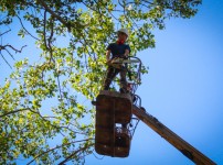 Выполнены работы по спилу аварийных деревьев на территории ДГКБ№1